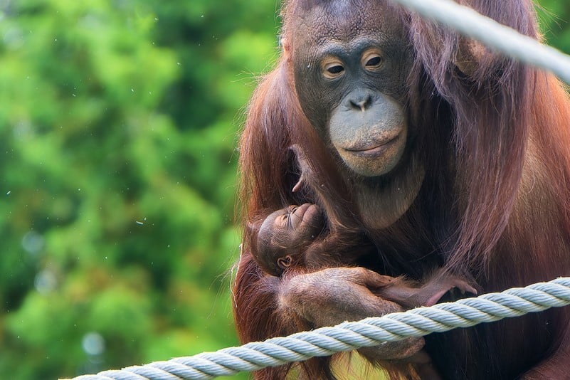 Schönbrunner Zoo: niedlicher Orang-Utan Nachwuchs